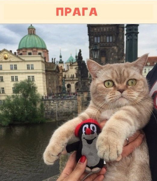 Немного о жизни путешествующей кошечки Дейзи.Красиво жить не запретишь! #animal@travel.blog - 7