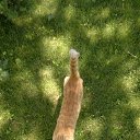 ���� �������, ���������, 85 ��� - ��������� 8 ������� 2015 � ������ ������ ��������