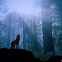 ���� ������, �������, 43 ���� - ��������� 24 ������� 2015 � ������ ���� ����������