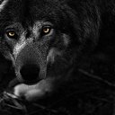  #/Predator/#,  -  24  2015    