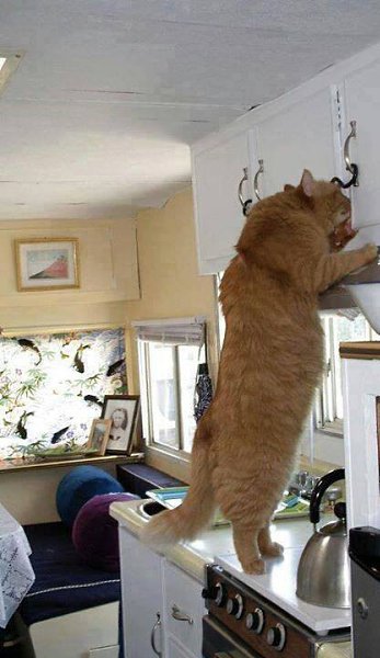 Ха!!! Думали, что Васенька с верхней полке не достанет!!!??)))