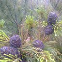 ���� ������, ����������, 70 ��� - ��������� 6 ����� 2016 � ������ ���-���������