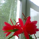 ���� Radogneva, �����, 37 ��� - ��������� 12 ������ 2016 � ������ ������