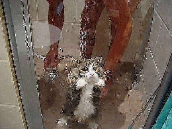    )))