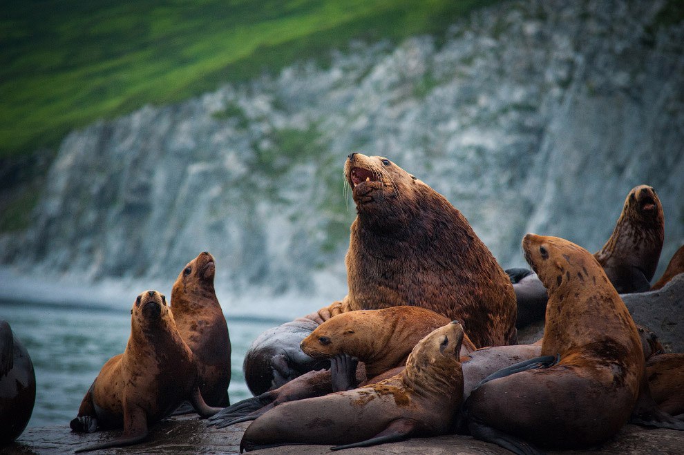      2015-   National Geographic  National Geographic ... - 9