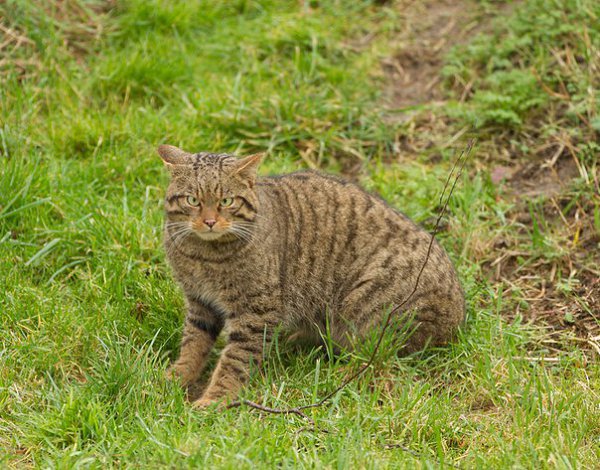  .   (. Felis silvestris),   ,    ... - 4