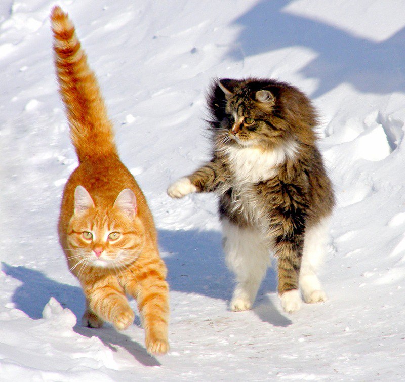 CATS OF ALL - 16  2016  00:21