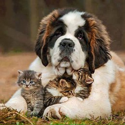 DOSTLUK BOYLE BIRSEY..