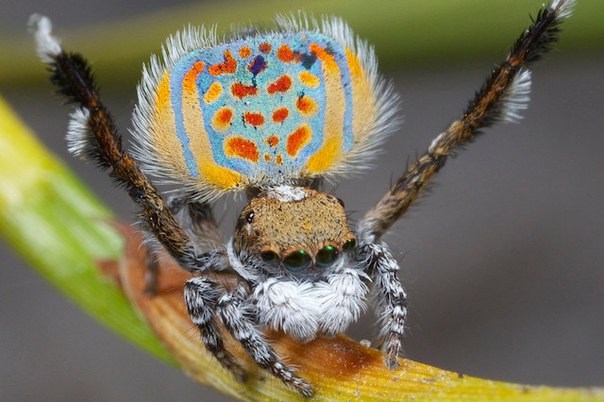 Паук-павлин: внешний вид и брачный танец прекрасного насекомого