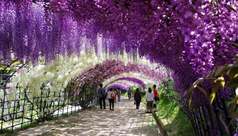     (Kawachi Fuji Garden),     ...