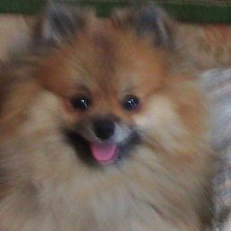 ���� ���������, ����, 71 ��� - ��������� 26 ������� 2015