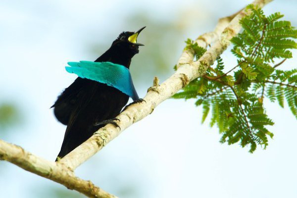    (Lophorina superba)