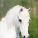���� Aleks, ����� ������� - ��������� 12 ������� 2015 � ������ �HORSES�