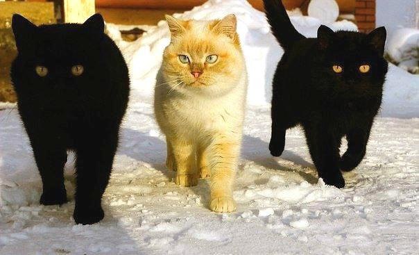  ,  )))
