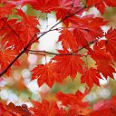 ���� �������, ����� - ��������� 28 ������� 2015 � ������ ���� ����������