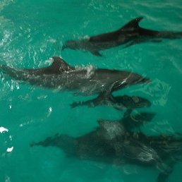 ���� ���������, ������ - ��������� 31 ������� 2015