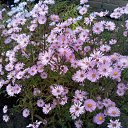 ���� ��������, ������ ��������, 68 ��� - ��������� 1 ������� 2015 � ������ ���� ����������