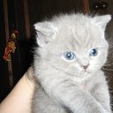 ���� ������, �����-���������, 70 ��� - ��������� 4 ������ 2015 � ������ ����� �����