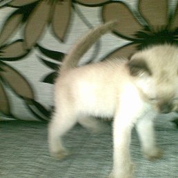 Excel, ������, 26 ���