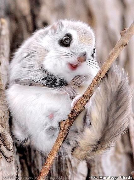 Momonga,   