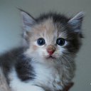 ���� Blue, ������, 23 ���� - ��������� 17 ������� 2016 � ������ ���� ����������