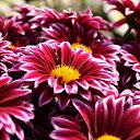 ���� Aleksey, ���������, 44 ���� - ��������� 15 ������ 2015 � ������ ������������