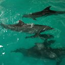 ���� ���������, ������ - ��������� 31 ������� 2015 � ������ ���� ����������