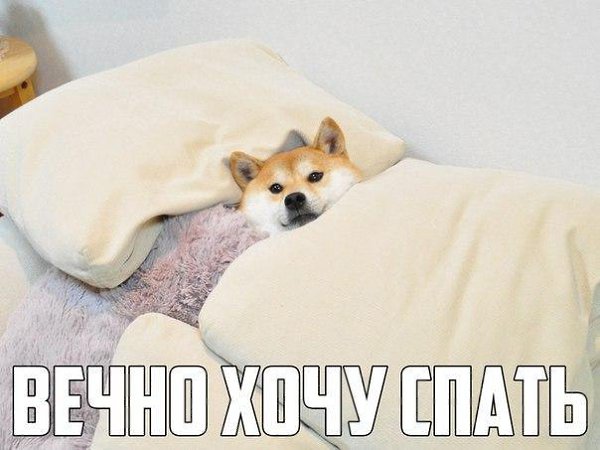 Сон собаки мем откуда ☆ Школа и Школьные приколы ☆ - 6 марта 2016 в 00:43
