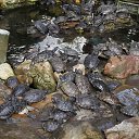  Vladimir,  -  7  2015    2015.