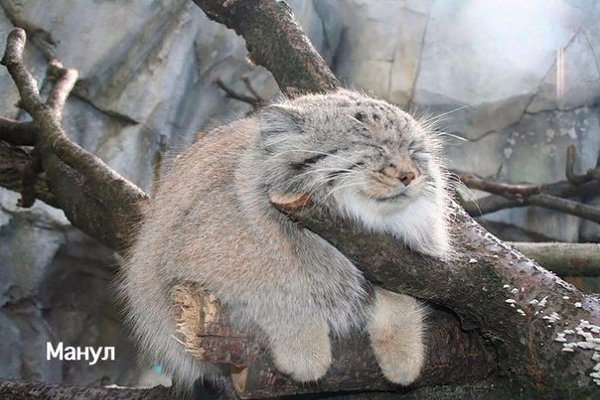Редкие дикие кошки, о которых вы наверняка не знали.Кошки эволюционировали в отдельную семью ...