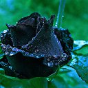 ���� �������, ����, 69 ��� - ��������� 17 ������ 2016 � ������ ������ ��������