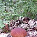 ���� ���������, ������ - ��������� 27 ������� 2015 � ������ �������