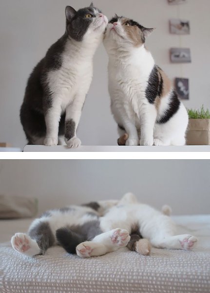 CATS OF ALL - 24  2016  04:01