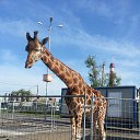 ���� ��������, ��������, 78 ��� - ��������� 8 ����� 2016