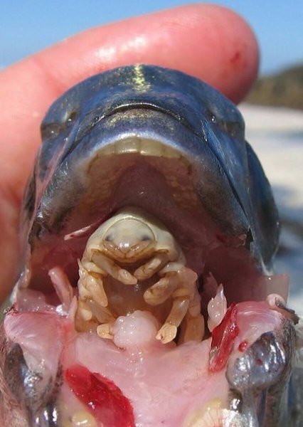 Cymothoa exigua (лат.), также называемый «мокрица, пожирающая язык» (англ. tongue-eating louse), — ...