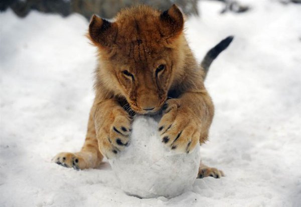 CATS OF ALL - 25 ������ 2015 � 12:41