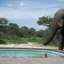 ���� Aleks, ����� ������� - ��������� 13 ������� 2015 � ������ �Elephants�