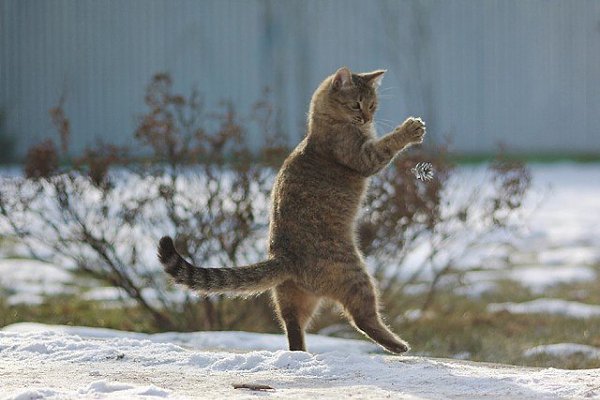 Кошка такой родилась,с тремя лапами.Несмотря на это очень шустрая,веселая и жизнерадостная. - 2
