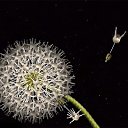   ..............., , 57  -  16  2015     (Cecelia Webber)