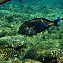  , , 59  -  16  2015    Ż