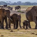���� Aleks, ����� ������� - ��������� 13 ������� 2015 � ������ �Elephants�