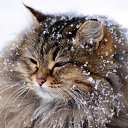 ���� ����������, �������� - ��������� 21 ������ 2016 � ������ ���� ����������