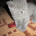 ���� ������, �����-���������, 70 ��� - ��������� 4 ������ 2015 � ������ ����� �����