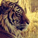 ���� Viktor, ����� - ��������� 2 ������ 2015 � ������ ���� ����������