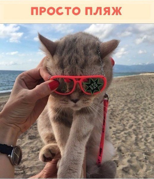 Немного о жизни путешествующей кошечки Дейзи.Красиво жить не запретишь! #animal@travel.blog - 8