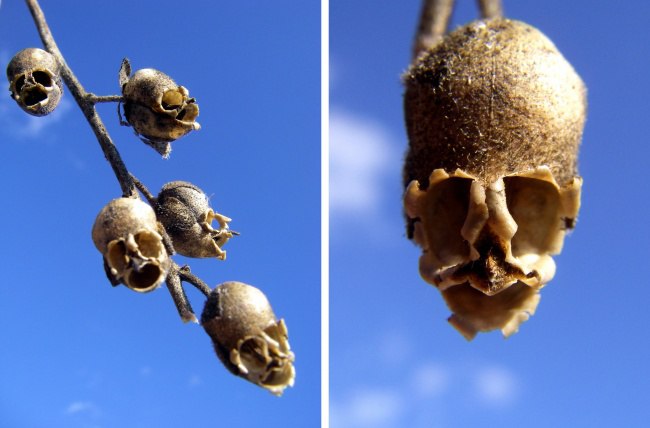   (Antirrhinum)