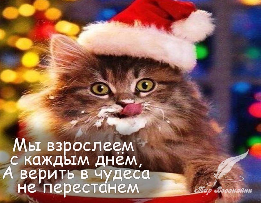 Мы взрослеем с каждым днём, А верить в чудеса не перестанем. И каждый раз встречая Новый год, Мы ...
