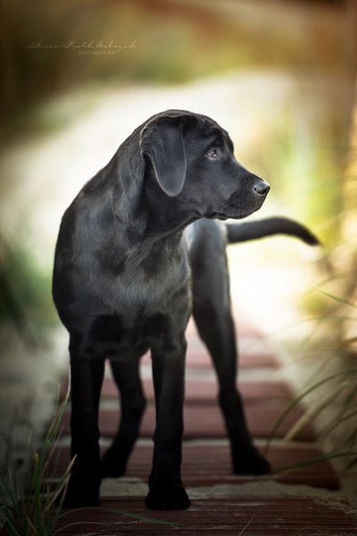 ������ ������ - 26 �������� 2015 � 21:47