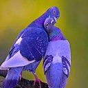  Natali,  -  25  2016    