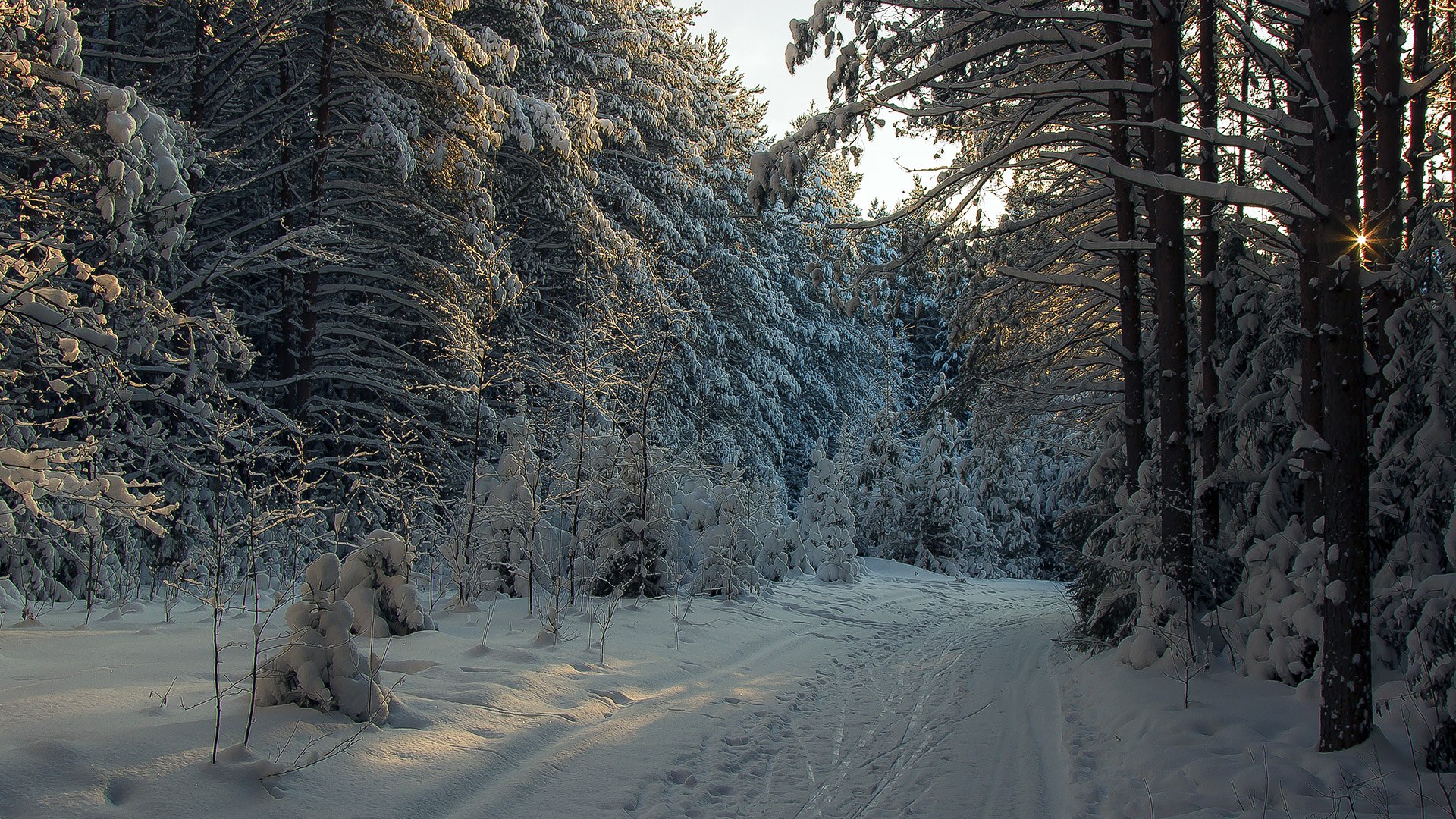 Зимний лес